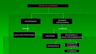 TIPOS DE ENZIMAS 
APOENZIMAS 
ENZIMAS 
CONJUGADAS 
SOLO POR PROTEINAS 
PROTEINA 
APOENZIMA O 
COFACTOR ENZIMÁTICO 
INORGÁNICO 
ORGÁNICO: 
COENZIMAS 
VITAMINAS 
formado constituido 
 