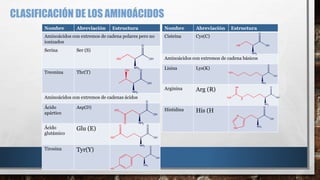 Nombre Abreviación Estructura 
Aminoácidos con extremos de cadena polares pero no 
ionizados 
Serina Ser (S) 
Treonina Thr(T) 
OH O 
Aminoácidos con extremos de cadenas ácidos 
Ácido 
apártico 
Asp(D) 
Ácido 
glutámico 
Glu (E) 
Tirosina Tyr(Y) 
NH2 
HO 
O 
OH 
NH2 
OH 
O NH2 
HO 
O 
OH 
NH2 
O 
HO 
O 
OH 
Nombre Abreviación Estructura 
Cisteína Cys(C) 
Aminoácidos con extremos de cadena básicos 
Lisina Lys(K) 
Arginina Arg (R) 
Histidina His (H 
NH2 
HO 
O 
OH 
NH2 
HS 
O 
OH 
NH2 
H2N 
O 
OH 
NH2 
N 
H 
NH 
H2N 
O 
OH 
N 
NH2 HN 
O 
OH 
CLASIFICACIÓN DE LOS AMINOÁCIDOS 
 