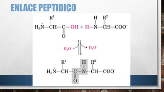ENLACE PEPTIDICO 
 
