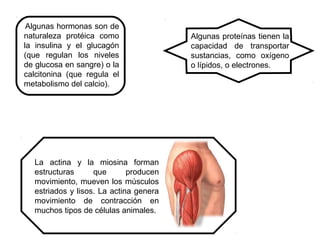 Algunas hormonas son de 
naturaleza protéica como 
la insulina y el glucagón 
(que regulan los niveles 
de glucosa en sangre) o la 
calcitonina (que regula el 
metabolismo del calcio). 
Algunas proteínas tienen la 
capacidad de transportar 
sustancias, como oxígeno 
o lípidos, o electrones. 
La actina y la miosina forman 
estructuras que producen 
movimiento, mueven los músculos 
estriados y lisos. La actina genera 
movimiento de contracción en 
muchos tipos de células animales. 
 