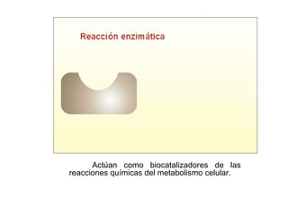 Actúan como biocatalizadores de las 
reacciones químicas del metabolismo celular. 
