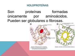 HOLOPROTEÍNAS
Son proteínas formadas
únicamente por aminoácidos.
Pueden ser globulares o fibrosas.
 