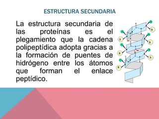 ESTRUCTURA SECUNDARIA
La estructura secundaria de
las proteínas es el
plegamiento que la cadena
polipeptídica adopta gracias a
la formación de puentes de
hidrógeno entre los átomos
que forman el enlace
peptídico.
 