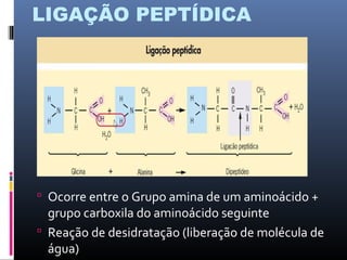 LIGAÇÃO PEPTÍDICA
 Ocorre entre o Grupo amina de um aminoácido +
grupo carboxila do aminoácido seguinte
 Reação de desidratação (liberação de molécula de
água)
 