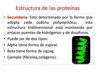 Estructura de las proteínas
• Secundaria: Está determinada por la forma que
adopta cada cadena polipeptídica, esta
estruct...