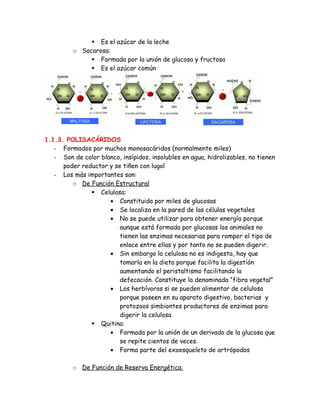  Es el azúcar de la leche
o Sacarosa:
 Formada por la unión de glucosa y fructosa
 Es el azúcar común
1.1.3. POLISACÁRIDOS
- Formados por muchos monosacáridos (normalmente miles)
- Son de color blanco, insípidos, insolubles en agua, hidrolizables, no tienen
poder reductor y se tiñen con lugol
- Los más importantes son:
o De Función Estructural
 Celulosa:
• Constituida por miles de glucosas
• Se localiza en la pared de las células vegetales
• No se puede utilizar para obtener energía porque
aunque está formada por glucosas los animales no
tienen las enzimas necesarias para romper el tipo de
enlace entre ellas y por tanto no se pueden digerir.
• Sin embargo la celulosa no es indigesta, hay que
tomarla en la dieta porque facilita la digestión
aumentando el peristaltismo facilitando la
defecación. Constituye la denominada “fibra vegetal”
• Los herbívoros si se pueden alimentar de celulosa
porque poseen en su aparato digestivo, bacterias y
protozoos simbiontes productores de enzimas para
digerir la celulosa
 Quitina:
• Formada por la unión de un derivado de la glucosa que
se repite cientos de veces.
• Forma parte del exoesqueleto de artrópodos
o De Función de Reserva Energética:
 