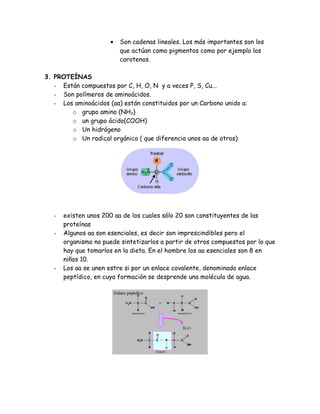 • Son cadenas lineales. Los más importantes son los
que actúan como pigmentos como por ejemplo los
carotenos.
3. PROTEÍNAS
- Están compuestos por C, H, O, N y a veces P, S, Cu...
- Son polímeros de aminoácidos.
- Los aminoácidos (aa) están constituidos por un Carbono unido a:
o grupo amino (NH3)
o un grupo ácido(COOH)
o Un hidrógeno
o Un radical orgánico ( que diferencia unos aa de otros)
- existen unos 200 aa de los cuales sólo 20 son constituyentes de las
proteínas
- Algunos aa son esenciales, es decir son imprescindibles pero el
organismo no puede sintetizarlos a partir de otros compuestos por lo que
hay que tomarlos en la dieta. En el hombre los aa esenciales son 8 en
niños 10.
- Los aa se unen estre si por un enlace covalente, denominado enlace
peptídico, en cuya formación se desprende una molécula de agua.
 
