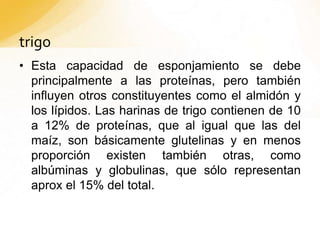 trigo
• Esta capacidad de esponjamiento se debe
principalmente a las proteínas, pero también
influyen otros constituyentes como el almidón y
los lípidos. Las harinas de trigo contienen de 10
a 12% de proteínas, que al igual que las del
maíz, son básicamente glutelinas y en menos
proporción existen también otras, como
albúminas y globulinas, que sólo representan
aprox el 15% del total.
 