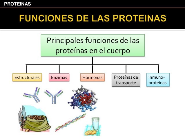Proteinas Nutricion Humana I Proteinas Nutricion Humana I