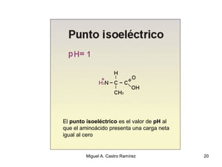 20
El punto isoeléctrico es el valor de pH al
que el aminoácido presenta una carga neta
igual al cero
Miguel A. Castro Ramírez
 