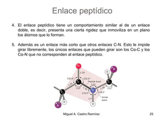 4. El enlace peptídico tiene un comportamiento similar al de un enlace
doble, es decir, presenta una cierta rigidez que inmoviliza en un plano
los átomos que lo forman.
5. Además es un enlace más corto que otros enlaces C-N. Esto le impide
girar libremente, los únicos enlaces que pueden girar son los Cα-C y los
Cα-N que no corresponden al enlace peptídico.
Enlace peptídico
25Miguel A. Castro Ramírez
 