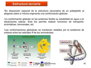 •Es disposición espacial de la estructura secundaria de un polipéptido al
plegarse sobre sí misma originando una conformación globular.
•La conformación globular en las proteínas facilita su solubilidad en agua y en
disoluciones salinas. Esto les permite realizar funciones de transporte,
enzimáticas, hormonales, etc
•Las conformaciones globulares se mantienen estables por la existencia de
enlaces entre los radicales R de los aminoácidos.
49
Estructura terciaria
Lámina βLámina β
Hélice αHélice α
Miguel A. Castro Ramírez
 