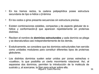 • En los tramos rectos, la cadena polipeptídica posee estructura
secundaria de tipo α-hélice o β-lámina
• En los codos o giros presenta secuencias sin estructura precisa.
• Existen combinaciones estables, compactas y de aspecto globular de α-
hélice y conformación-β que aparecen repetidamente en proteínas
distintas.
• Reciben el nombre de dominios estructurales y cada dominio se pliega
y se desnaturaliza casi independientemente de los demás.
• Evolutivamente, se considera que los dominios estructurales han servido
como unidades modulares para constituir diferentes tipos de proteínas
globulares.
• Los distintos dominios suelen estar unidos por zonas estrechas o
«cuellos», lo que posibilita un cierto movimiento rotacional. Así, al
separarse dos dominios, permiten la introducción de la molécula de
sustrato y, al acercarse, la fijan para actuar sobre ella.
56Miguel A. Castro Ramírez
 