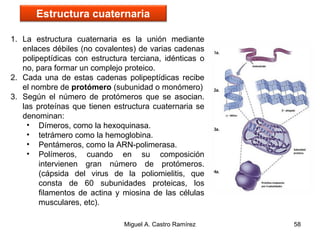 1. La estructura cuaternaria es la unión mediante
enlaces débiles (no covalentes) de varias cadenas
polipeptídicas con estructura terciana, idénticas o
no, para formar un complejo proteico.
2. Cada una de estas cadenas polipeptídicas recibe
el nombre de protómero (subunidad o monómero)
3. Según el número de protómeros que se asocian.
las proteínas que tienen estructura cuaternaria se
denominan:
• Dímeros, como la hexoquinasa.
• tetrámero como la hemoglobina.
• Pentámeros, como la ARN-polimerasa.
• Polímeros, cuando en su composición
intervienen gran número de protómeros.
(cápsida del virus de la poliomielitis, que
consta de 60 subunidades proteicas, los
filamentos de actina y miosina de las células
musculares, etc).
58
Estructura cuaternaria
Miguel A. Castro Ramírez
 