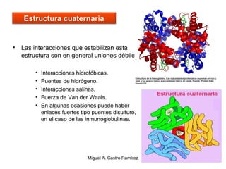 59
• Las interacciones que estabilizan esta
estructura son en general uniones débiles:
• Interacciones hidrofóbicas.
• Puentes de hidrógeno.
• Interacciones salinas.
• Fuerza de Van der Waals.
• En algunas ocasiones puede haber
enlaces fuertes tipo puentes disulfuro,
en el caso de las inmunoglobulinas.
Estructura cuaternaria
Miguel A. Castro Ramírez
 