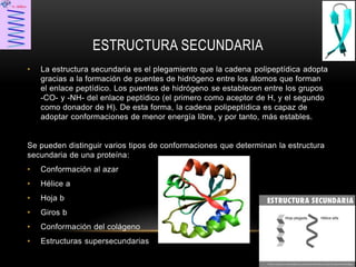 ESTRUCTURA SECUNDARIA
• La estructura secundaria es el plegamiento que la cadena polipeptídica adopta
gracias a la formación de puentes de hidrógeno entre los átomos que forman
el enlace peptídico. Los puentes de hidrógeno se establecen entre los grupos
-CO- y -NH- del enlace peptídico (el primero como aceptor de H, y el segundo
como donador de H). De esta forma, la cadena polipeptídica es capaz de
adoptar conformaciones de menor energía libre, y por tanto, más estables.
Se pueden distinguir varios tipos de conformaciones que determinan la estructura
secundaria de una proteína:
• Conformación al azar
• Hélice a
• Hoja b
• Giros b
• Conformación del colágeno
• Estructuras supersecundarias
 