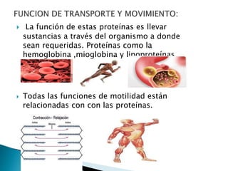  La función de estas proteínas es llevar
sustancias a través del organismo a donde
sean requeridas. Proteínas como la
hemoglobina ,mioglobina y lipoproteínas.
 Todas las funciones de motilidad están
relacionadas con con las proteínas.
 