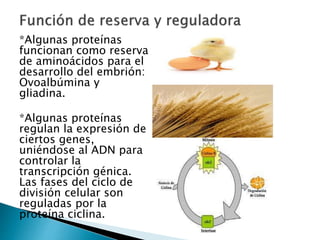 *Algunas proteínas
funcionan como reserva
de aminoácidos para el
desarrollo del embrión:
Ovoalbúmina y
gliadina.
*Algunas proteínas
regulan la expresión de
ciertos genes,
uniéndose al ADN para
controlar la
transcripción génica.
Las fases del ciclo de
división celular son
reguladas por la
proteína ciclina.
 