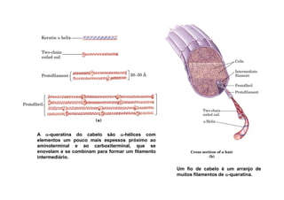 A αααα-queratina do cabelo são αααα-hélices com
elementos um pouco mais espessos próximo ao
aminoterminal e ao carboxiterminal, que se
enovelam e se combinam para formar um filamento
intermediário.
Um fio de cabelo é um arranjo de
muitos filamentos de αααα-queratina.
 