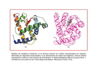 Modelos da mioglobina mostrando: a) os diversos trechos em α-hélice (representados por espirais),
alternados por segmentos desenrolados; b) os dobramentos da cadeia da mioglobina, onde as esferas
representam o carbono α dos resíduos de aminoácidos. A cadeia polipeptídica liga-se ao grupo heme —
vermelho em (a) e preto em (b). Fonte: Bioquímica Básica - Marzzoco e Torres, 3ª ed.
 