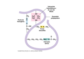 Interações
hidrofóbicas e
de van der
Waals
Esqueleto
polipeptídico
Ponte
Ponte de
hidrogênio
Ponte
dissulfeto
Interação
iônica
 