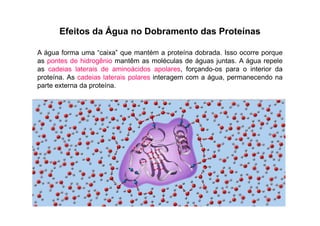 Efeitos da Água no Dobramento das Proteínas
A água forma uma “caixa” que mantém a proteína dobrada. Isso ocorre porque
as pontes de hidrogênio mantêm as moléculas de águas juntas. A água repele
as cadeias laterais de aminoácidos apolares, forçando-os para o interior da
proteína. As cadeias laterais polares interagem com a água, permanecendo na
parte externa da proteína.
 
