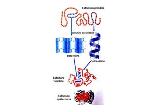 Estrutura primária
Estrutura secundária
beta-folhabeta-folha
alfa-hélice
Estrutura
terciária
Estrutura
quaternária
 