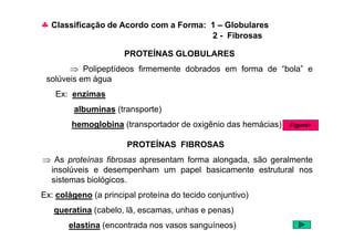 ♣ Classificação de Acordo com a Forma: 1 – Globulares
2 - Fibrosas
PROTEÍNAS GLOBULARES
⇒ Polipeptídeos firmemente dobrados em forma de “bola” e
solúveis em água
Ex: enzimas
albuminas (transporte)
hemoglobina (transportador de oxigênio das hemácias) Figura>
PROTEÍNAS FIBROSAS
⇒ As proteínas fibrosas apresentam forma alongada, são geralmente
insolúveis e desempenham um papel basicamente estrutural nos
sistemas biológicos.
Ex: colágeno (a principal proteína do tecido conjuntivo)
queratina (cabelo, lã, escamas, unhas e penas)
elastina (encontrada nos vasos sanguíneos)
hemoglobina (transportador de oxigênio das hemácias) Figura>
 