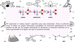 “R” representa la “cadena lateral”, específica para cada aminoácido. Tanto el carboxilo
como el amino son grupos funcional...