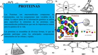 PROTEINAS
Las Proteínas son macromoléculas compuestas de
aminoácidos, son los componentes más versátiles de la
célula. La ...