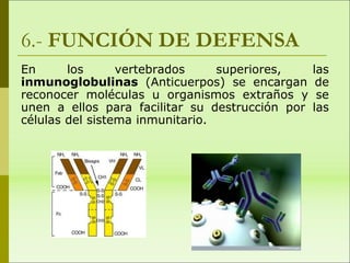 6.- FUNCIÓN DE DEFENSA
En los vertebrados superiores, las
inmunoglobulinas (Anticuerpos) se encargan de
reconocer moléculas u organismos extraños y se
unen a ellos para facilitar su destrucción por las
células del sistema inmunitario.
 