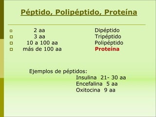  2 aa Dipéptido
 3 aa Tripéptido
 10 a 100 aa Polipéptido
 más de 100 aa Proteína
Péptido, Polipéptido, Proteína
Ejemplos de péptidos:
Insulina 21- 30 aa
Encefalina 5 aa
Oxitocina 9 aa
 
