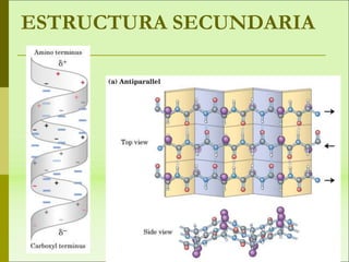 ESTRUCTURA SECUNDARIA
 
