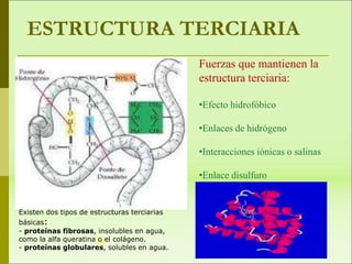 N
C
ESTRUCTURA TERCIARIA
Fuerzas que mantienen la
estructura terciaria:
•Efecto hidrofóbico
•Enlaces de hidrógeno
•Interacciones iónicas o salinas
•Enlace disulfuro
Existen dos tipos de estructuras terciarias
básicas:
- proteínas fibrosas, insolubles en agua,
como la alfa queratina o el colágeno.
- proteínas globulares, solubles en agua.
 
