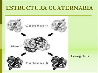 ESTRUCTURA CUATERNARIA
Hemoglobina
 