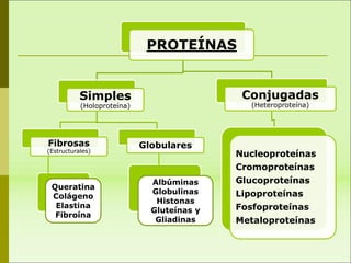 PROTEÍNAS
Simples
(Holoproteína)
Fibrosas
(Estructurales)
Globulares
Conjugadas
(Heteroproteína)
Nucleoproteínas
Cromoproteínas
Glucoproteínas
Lipoproteínas
Fosfoproteínas
Metaloproteínas
Albúminas
Globulinas
Histonas
Gluteínas y
Gliadinas
Queratina
Colágeno
Elastina
Fibroína
 