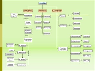 Secuencia de
aminoácidos
Conformación 
Proteoglucanos
Hemoglobina
PROTEÍNAS
ESTRUCTURA CLASIFICACIÓNFUNCIONES
Estructural
Enzimática
Hormonal
Defensa Transporte
Receptores
Contráctil
Aminoácidos
Enlace
peptídico
Péptidos o
proteínas
Organización
estructural
unidos por
formando
tienen
E. terciaria
E. cuaternaria
E. secundaria
E. primaria
Plegamiento
espacial
Proteínas
oligoméricas
 hélice
definidapor
es la
sólo en
20
(según R)
se distinguen
Proteinas
conjugadas
Fibrosas
Globulares
Colágeno
Actina/Miosina
Ej
Nucloproteínas
Lipoproteínas
Fosfoproteínas
Glucoproteínas
Cromoproteínas
Caseína
Cromatina
HDL, LDL
FSH, TSH...
Ej.
Ej.
Ej.
Ej.
Ej.
Ej.
Albúminas
Globulinas
 