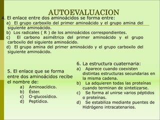 4. El enlace entre dos aminoácidos se forma entre:
a) El grupo carboxilo del primer aminoácido y el grupo amina del
siguiente aminoácido.
b) Los radicales ( R ) de los aminoácidos correspondientes.
c) El carbono asimétrico del primer aminoácido y el grupo
carboxilo del siguiente aminoácido.
d) El grupo amina del primer aminoácido y el grupo carboxilo del
siguiente aminoácido.
AUTOEVALUACION
5. El enlace que se forma
entre dos aminoácidos recibe
el nombre de:
a) Aminoacídico.
b) Éster.
c) O-glucosídico.
d) Peptídico.
6. La estructura cuaternaria:
a) Aparece cuando coexisten
distintas estructuras secundarias en
la misma cadena.
b) La adquieren todas las proteínas
cuando terminan de sintetizarse.
c) Se forma al unirse varios péptidos
o proteínas.
d) Se estabiliza mediante puentes de
Hidrógeno intracatenarios.
 