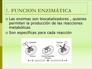 1.-FUNCION ENZIMÁTICA
 Las enzimas son biocatalizadores , quienes
permiten la producción de las reacciones
metabólicas
 Son especificas para cada reacción
 