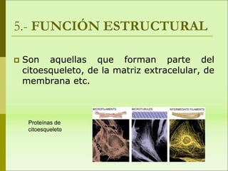 5.- FUNCIÓN ESTRUCTURAL
 Son aquellas que forman parte del
citoesqueleto, de la matriz extracelular, de
membrana etc.
Proteínas de
citoesqueleto
 
