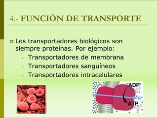 4.- FUNCIÓN DE TRANSPORTE
 Los transportadores biológicos son
siempre proteínas. Por ejemplo:
• Transportadores de membra...
