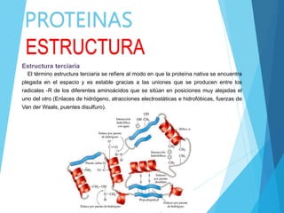 PROTEINAS
ESTRUCTURA
Estructura terciaria
El término estructura terciaria se refiere al modo en que la proteína nativa se encuentra
plegada en el espacio y es estable gracias a las uniones que se producen entre los
radicales -R de los diferentes aminoácidos que se sitúan en posiciones muy alejadas el
uno del otro (Enlaces de hidrógeno, atracciones electrostáticas e hidrofóbicas, fuerzas de
Van der Waals, puentes disulfuro).
 