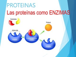 PROTEINAS
Las proteínas como ENZIMAS
 