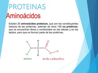 PROTEINAS
Existen 20 aminoácidos proteicos, que son los constituyentes
básicos de las proteínas, además de otros 150 no proteicos,
que se encuentran libres o combinados en las células y en los
tejidos, pero que no forman parte de las proteínas.
Aminoácidos
 