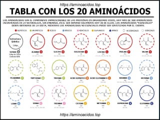 PROTEINAS
Las proteínas son moléculas formadas por aminoácidos que
están unidos por un tipo de enlaces conocidos como enlaces
peptídicos.
Aunque químicamente están formadas por C, H, O, N y a
veces S, las hay que contienen elementos adicionales, como P,
Fe, Cu, Mg, Zn o I.
DEFINICIÓN
 