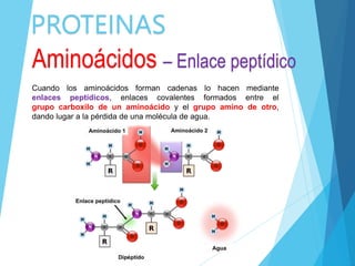 PROTEINAS
Cuando los aminoácidos forman cadenas lo hacen mediante
enlaces peptídicos, enlaces covalentes formados entre el
grupo carboxilo de un aminoácido y el grupo amino de otro,
dando lugar a la pérdida de una molécula de agua.
Aminoácidos – Enlace peptídico
 