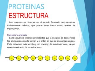 PROTEINAS
ESTRUCTURA
Las proteínas se disponen en el espacio formando una estructura
tridimensional definida, que puede tener hasta cuatro niveles de
organización.
Estructura primaria
Es la secuencia lineal de aminoácidos que la integran; es decir, indica
los aminoácidos que la forman y el orden en que se encuentran unidos.
Es la estructura más sencilla y, sin embargo, la más importante, ya que
determina el resto de las estructuras.
 
