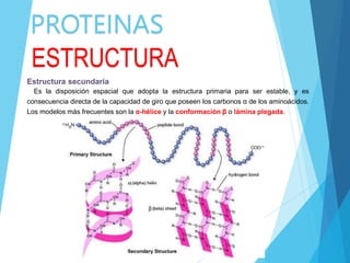 PROTEINAS
ESTRUCTURA
Estructura secundaria
Es la disposición espacial que adopta la estructura primaria para ser estable, y es
consecuencia directa de la capacidad de giro que poseen los carbonos α de los aminoácidos.
Los modelos más frecuentes son la α-hélice y la conformación β o lámina plegada.
 
