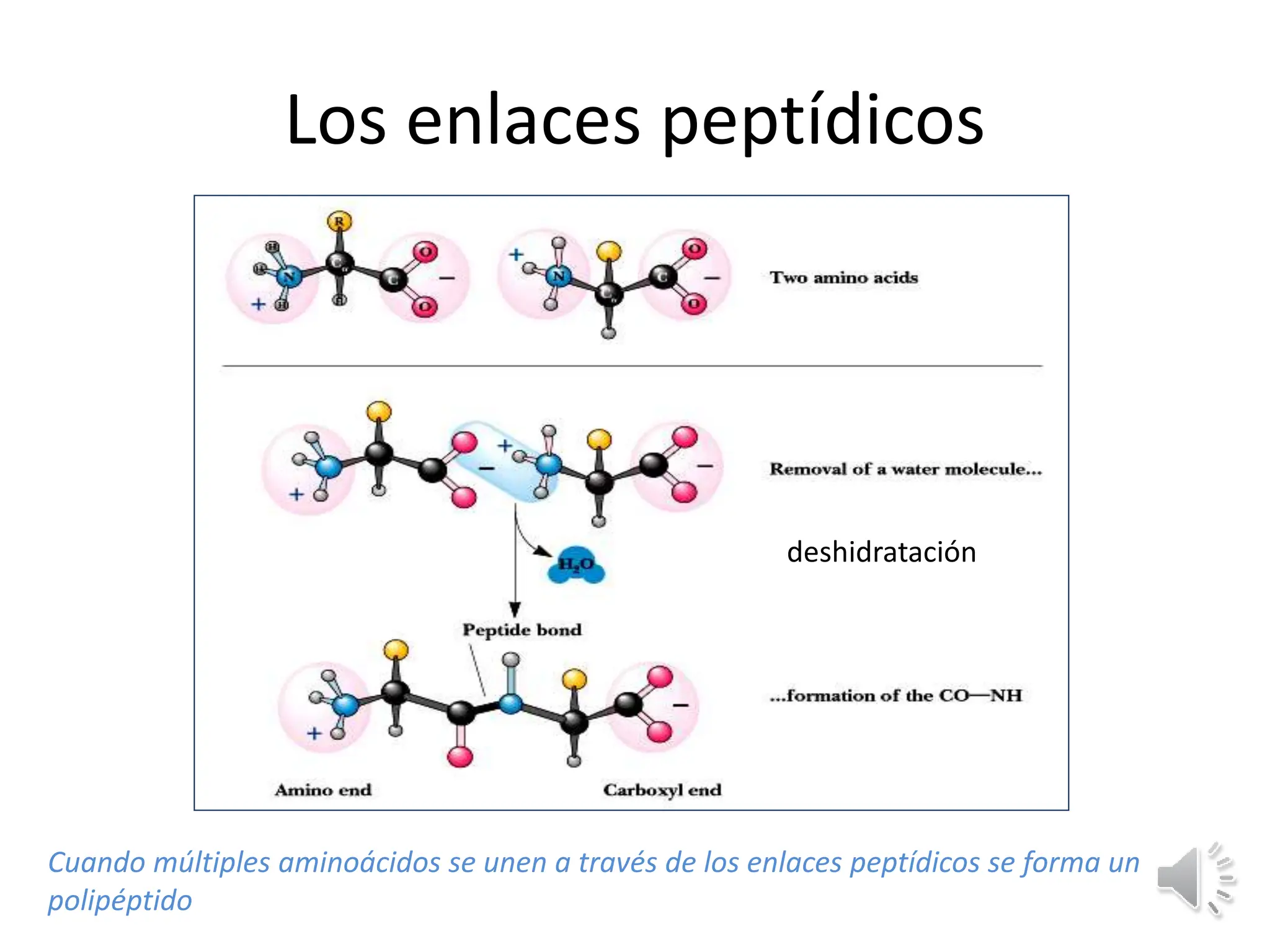 PROTEINAS_ presentacion clase biologia celular | PPTX
