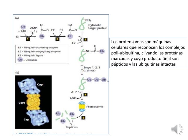 PROTEINAS_ presentacion clase biologia celular | PPTX